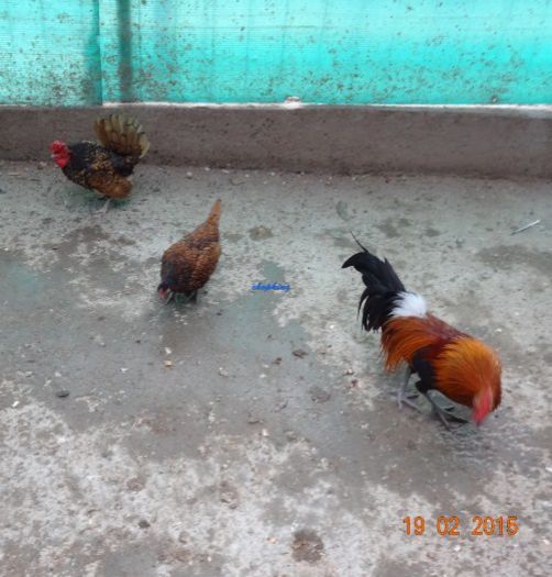 Screenshot - 20-Feb-15 , 1_50_16