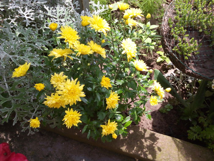 crizanteme de vara; Infloresc in iunie iulie si in octombrie
