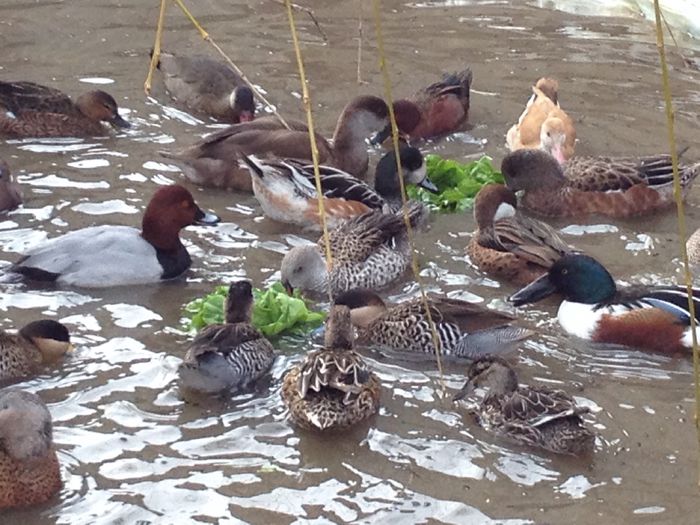 la gramada ie mai buna