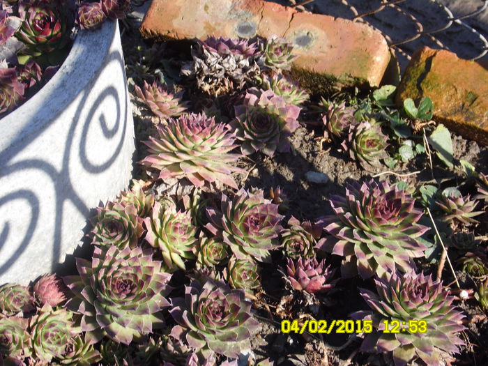 SEMPERVIVUM