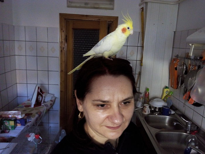 Cu Kiki prin bucatarie! - Nimfa- papagalul meu si pisicile Anei