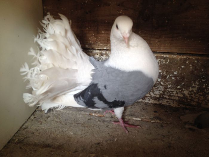 VOLTATI CAPACITI PE ALBASTRU IMPECABILI