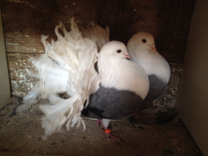 VOLTATI CAPACITI PE ALBASTRU IMPECABILI - 24_VOLTATI CAPACITI