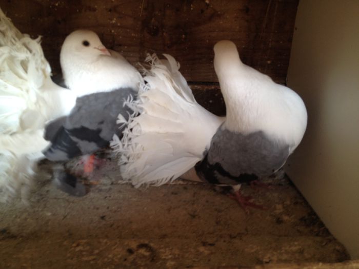 VOLTATI CAPACITI PE ALBASTRU IMPECABILI - 24_VOLTATI CAPACITI