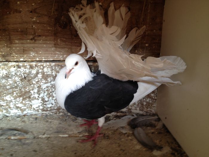 VOLTATI CAPACITI PE NEGRU IMPECABILI