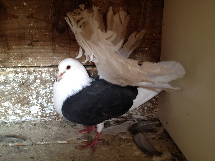 VOLTATI CAPACITI PE NEGRU IMPECABILI - 24_VOLTATI CAPACITI