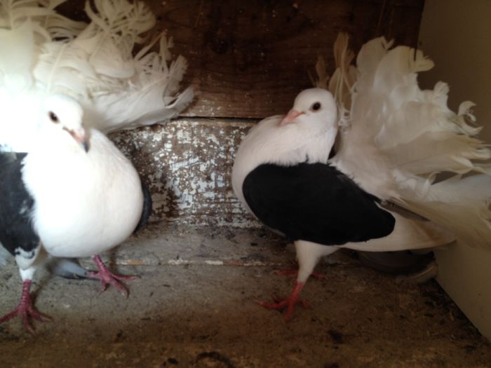 VOLTATI CAPACITI PE NEGRU IMPECABILI