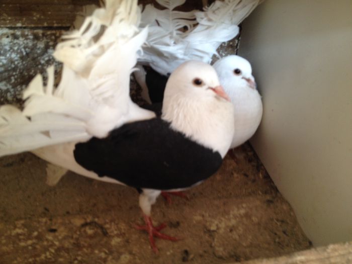 VOLTATI CAPACITI PE NEGRU IMPECABILI - 24_VOLTATI CAPACITI