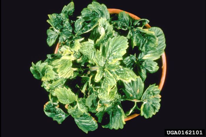 Strawberry crinkel virus2; Strawberry crinkel virus
