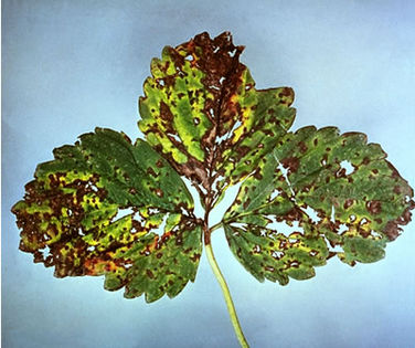 Xanthomonas fragariae; Xanthomonas fragariae
