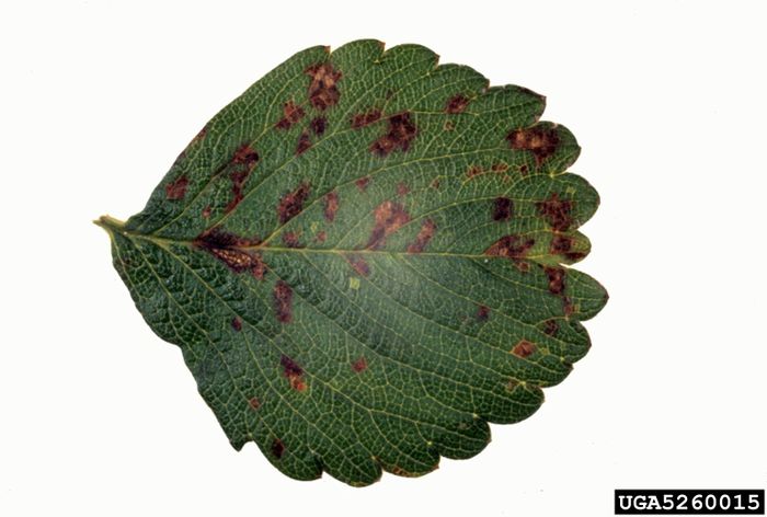 Xanthomonas fragariae1; Xanthomonas fragariae
