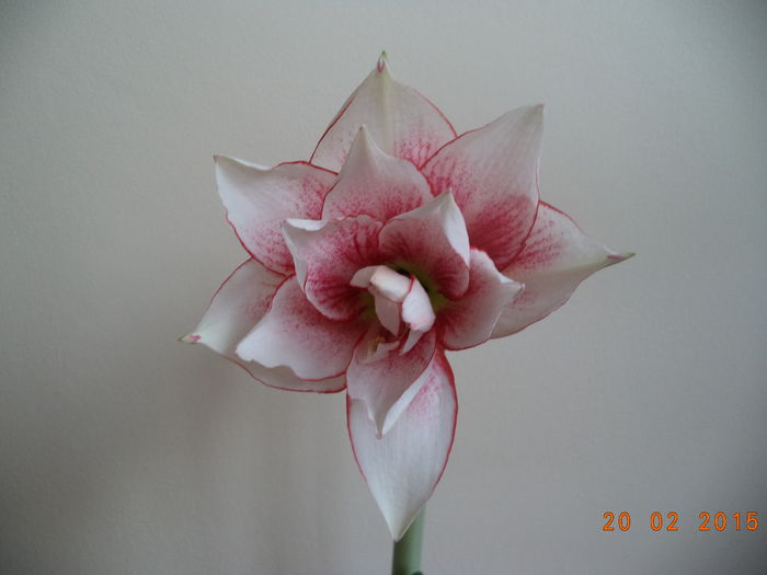  - 2015 Amaryllis