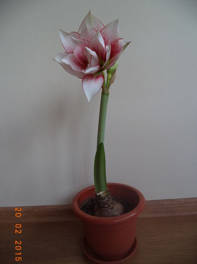  - 2015 Amaryllis