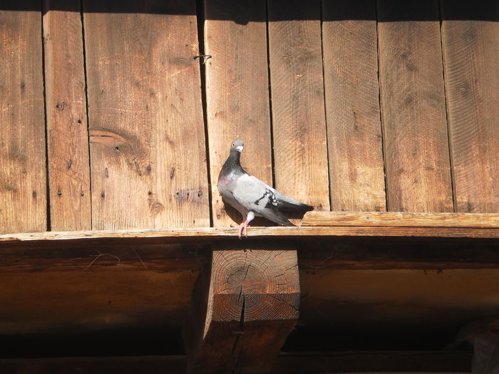 PICT0647; mascul 2014
