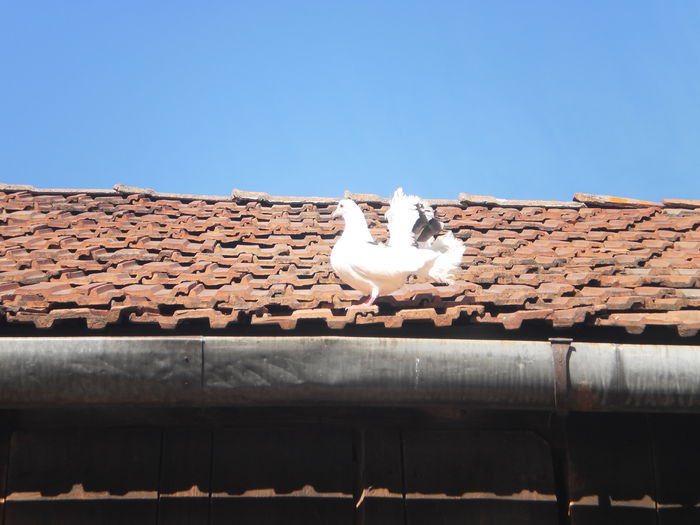 PICT0648; femela voltata 2012
