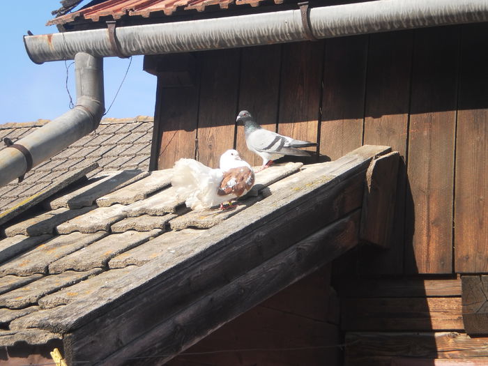 PICT0650; porumbita voiar 2014 si voltat 2011
