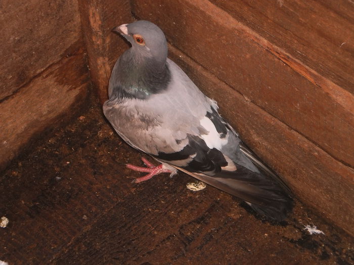 PICT0651; porumbita voiajor 2014 ranita
