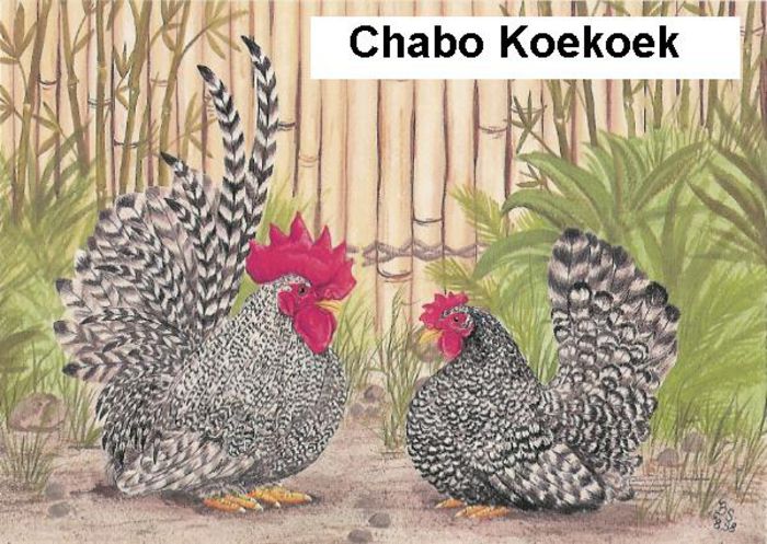 Chabo Koekoek - Chabo Siro