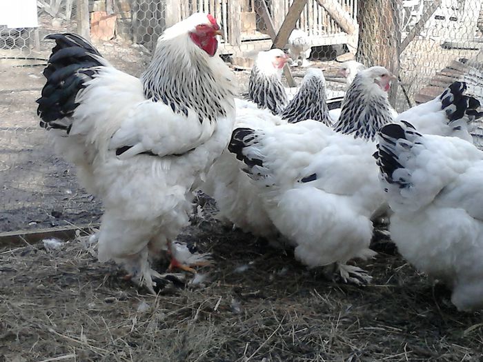 DSC_0503 - BRAHMA 2015
