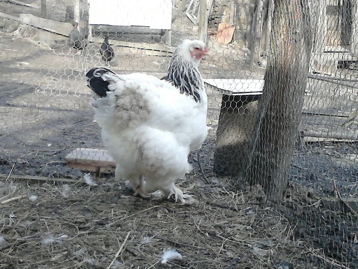 DSC_0504 - BRAHMA 2015