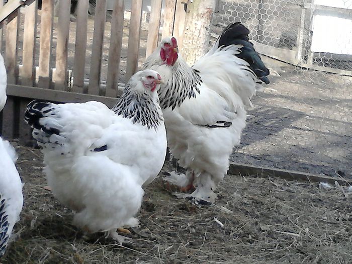 DSC_0500 - BRAHMA 2015