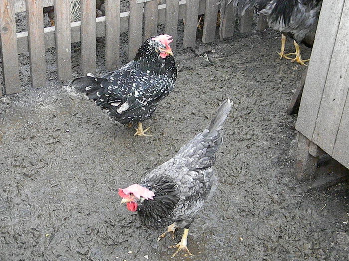 Italiana Negru Bobat - Albastru Bobat