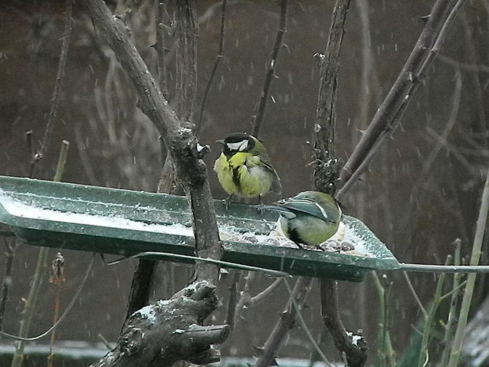 DSCN1142 - PITIGOII_3