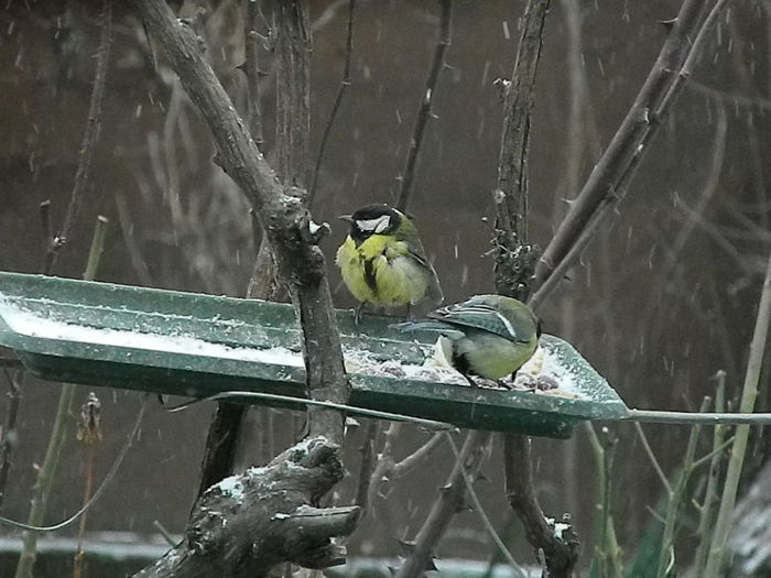 DSCN1143 - PITIGOII_3