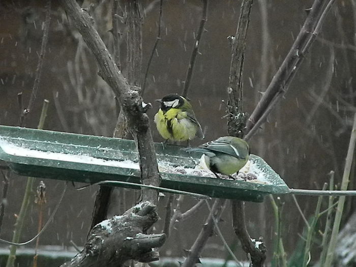 DSCN1144 - PITIGOII_3