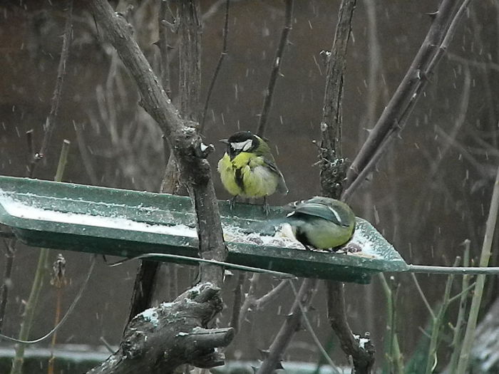 DSCN1145 - PITIGOII_3