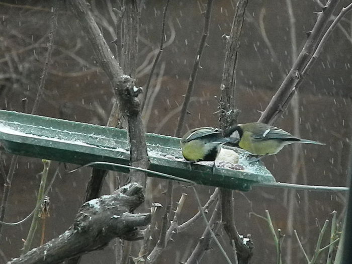 DSCN1160 - PITIGOII_3