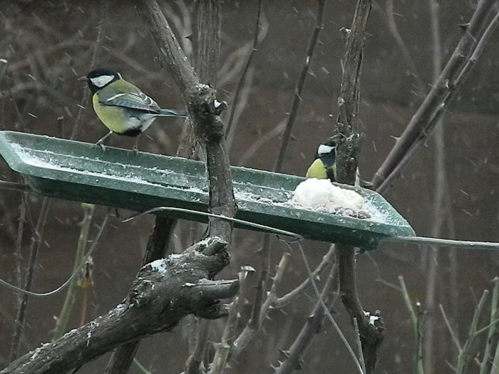 DSCN1167 - PITIGOII_3