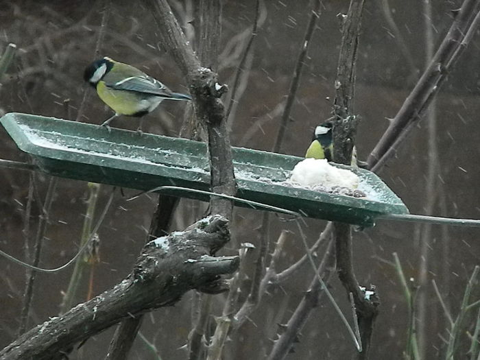 DSCN1169 - PITIGOII_3