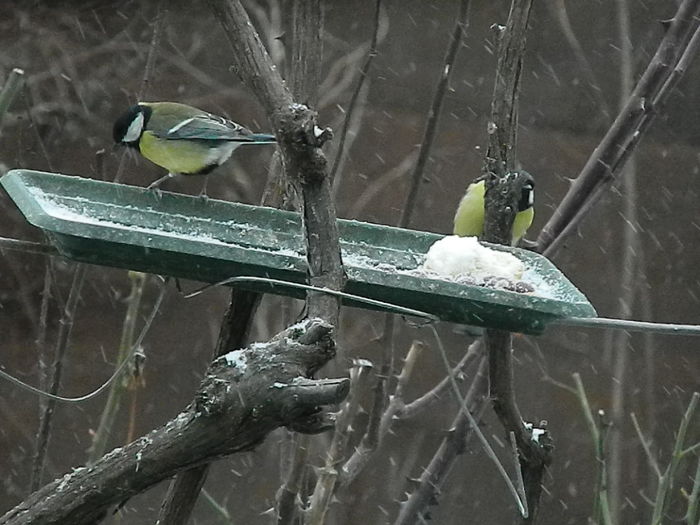 DSCN1171 - PITIGOII_3