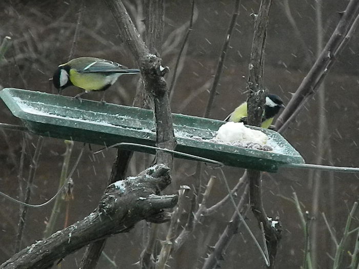 DSCN1172 - PITIGOII_3