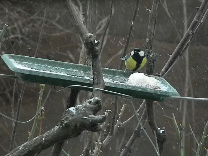 DSCN1173 - PITIGOII_3