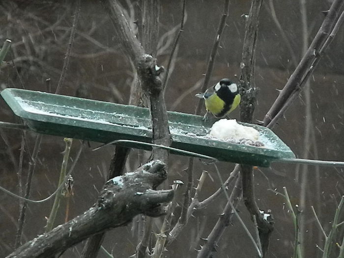 DSCN1174 - PITIGOII_3