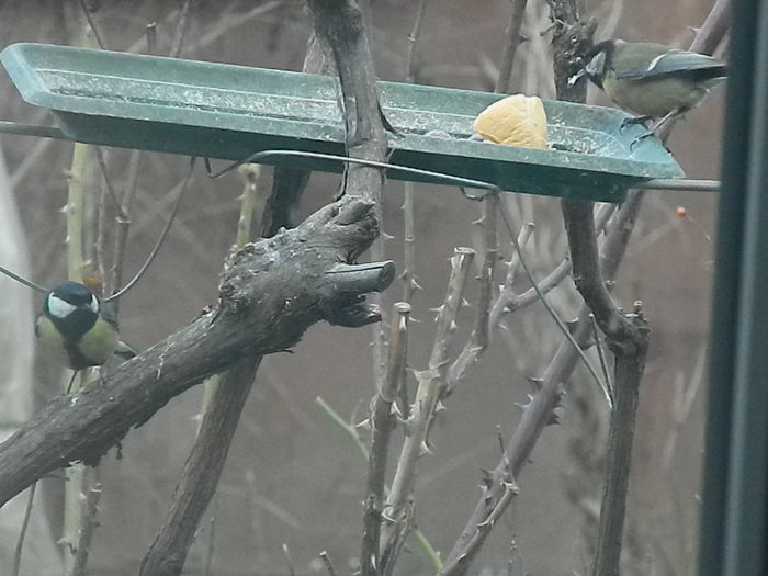 DSCN2048 - PITIGOII_3