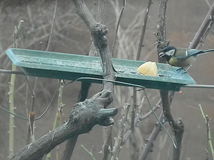 DSCN2049 - PITIGOII_3