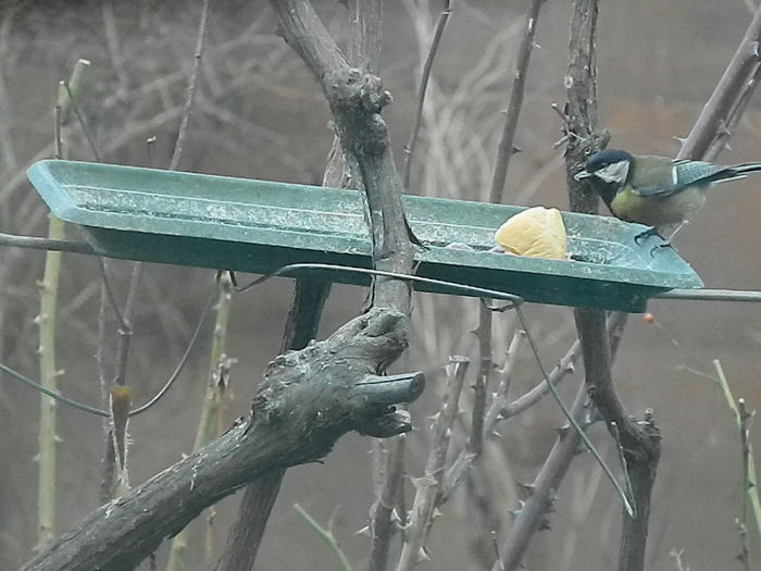 DSCN2050 - PITIGOII_3