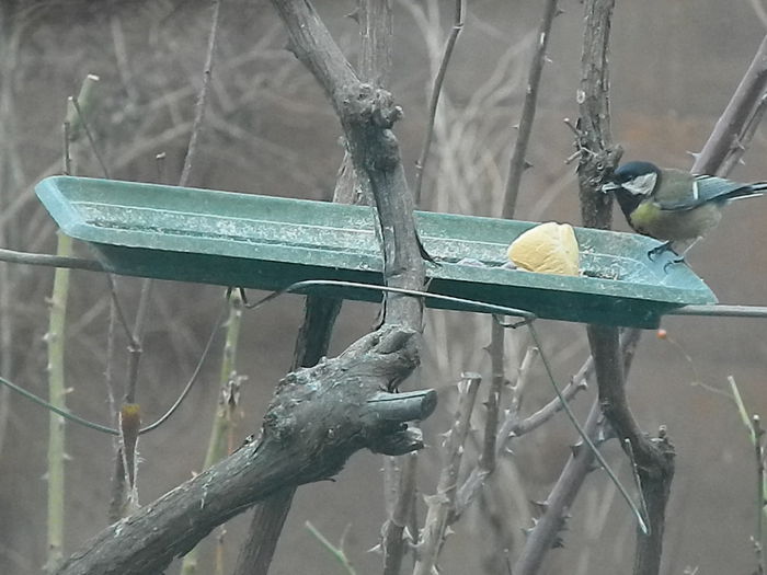 DSCN2052 - PITIGOII_3