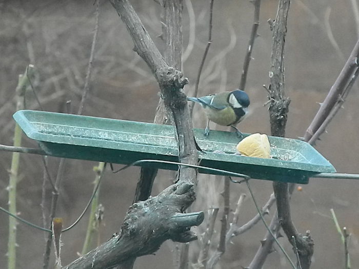 DSCN2053 - PITIGOII_3