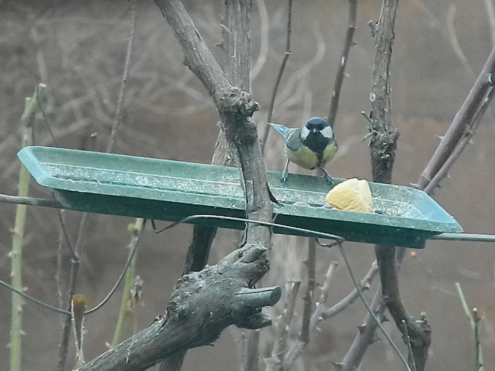 DSCN2056 - PITIGOII_3