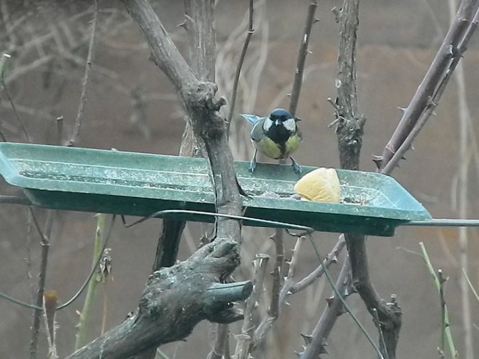 DSCN2058 - PITIGOII_3