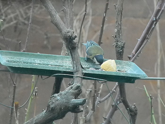 DSCN2061 - PITIGOII_3