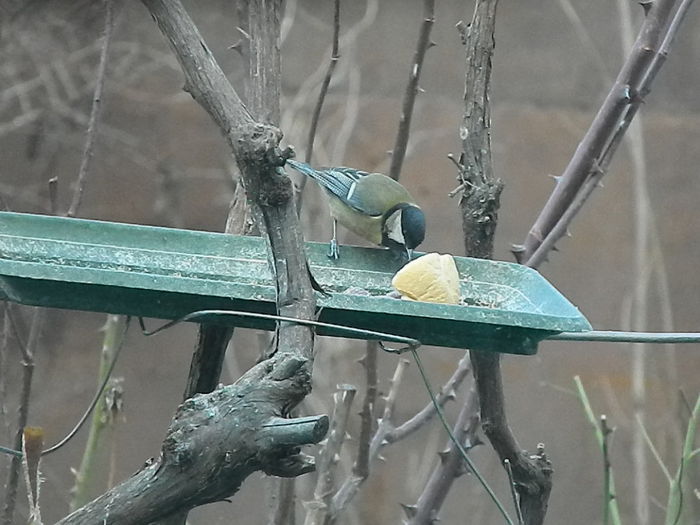 DSCN2065 - PITIGOII_3