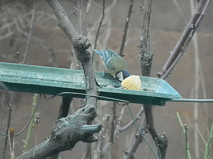 DSCN2067 - PITIGOII_3