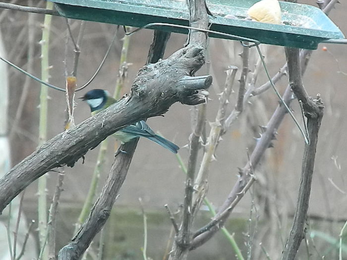 DSCN2073 - PITIGOII_3