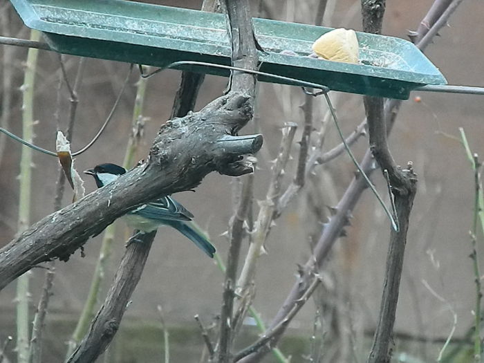 DSCN2075 - PITIGOII_3