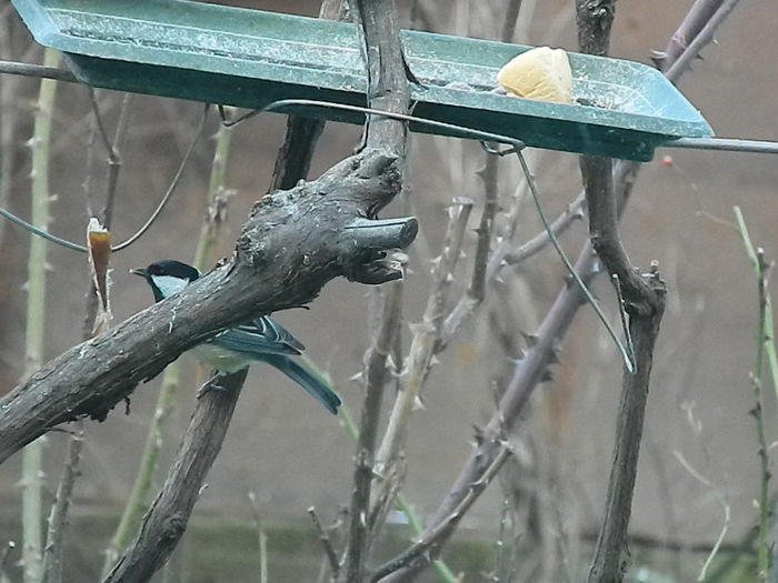 DSCN2076 - PITIGOII_3